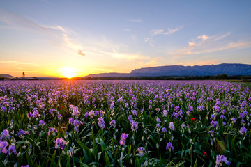 Champ d'iris pallida en Provence, France, coucher de soleil. Montagne Sainte-Victoire en...