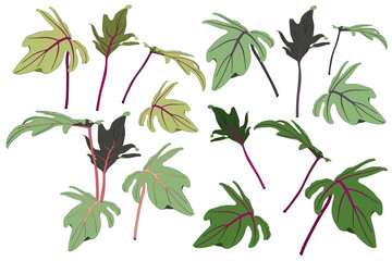 Tropical palm leaves, jungle leaves,  set isolated on white background.