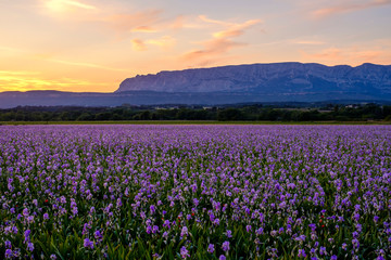 Fototapeta na wymiar Champ d'iris pallida en Provence, France, coucher de soleil. Montagne Sainte-Victoire en arrière-plan. 