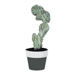 Simple exotic cacti in pot. Houseplant in pots. Green natural décor for home and interior.