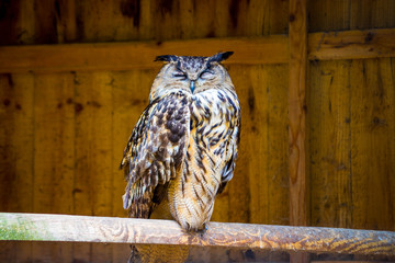 European eagle owl on local farm on spring day