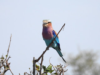 Lilac-breasted scooter sitting on branch, South Africa