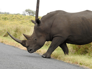 Black rhino crossing the road. South Africa