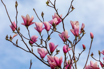 Beautiful texture of magnolio flowers (magnolia soulangeana) over blue sky
