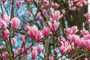 Fototapeta premium Beautiful texture of magnolio flowers (magnolia soulangeana) over blue sky