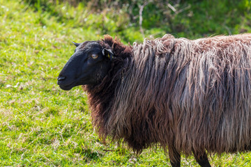 Close-up of sheep with long hair (wool) of black and white color. Cantabria.
