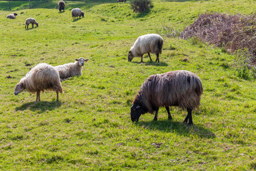 Fototapeta premium Flock of long-haired sheep (light wool) of white color, grazing on green meadow. Cantabria.