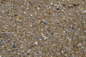 Muscheln und Sand am Strand