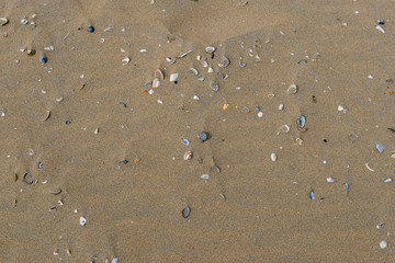 Muscheln und Sand am Strand