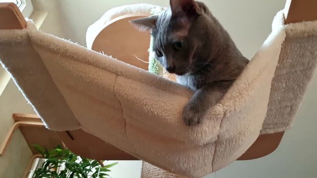 Un jeune chat jouant dans son arbre &agrave; chat
