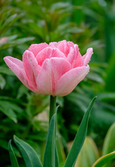 Tulpenkelch mit Regentropfen