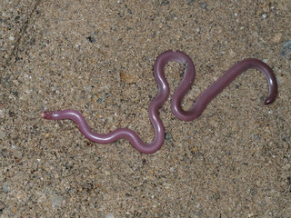 European worm snake or blind snake, Typhlops vermicularis