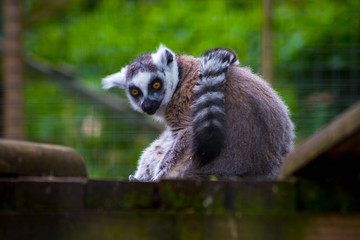 Lemurs in local farm on spring day