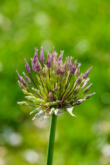 Naklejka na ściany i meble Zierlauch (Allium sp.)