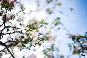 Spring blossom of apple