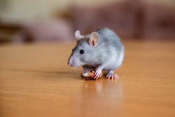 rat eating nut