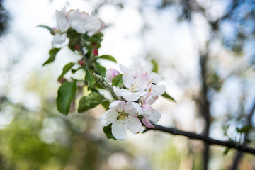 Fototapeta na wymiar Apple garden in the spring