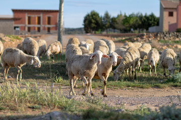  SHEEP FLOCK IN THE NATURE