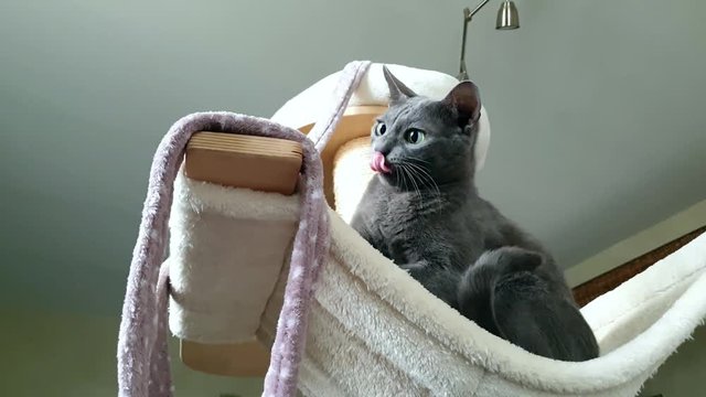 Un jeune chat jouant dans son arbre &agrave; chat