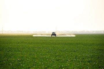 tractor with the help of a sprayer sprays liquid fertilizers on young wheat in the field.