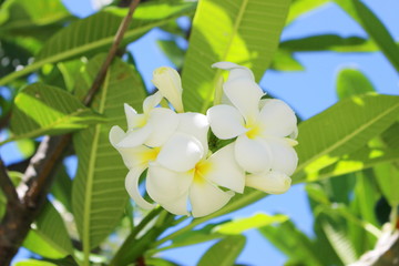 Obraz na płótnie Canvas 南国ハワイの花　白いプルメリア