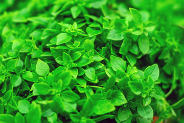 Fototapeta na wymiar fresh Basil leaves background texture