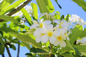南国ハワイの花　白いプルメリア