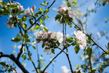 Apple garden in the spring