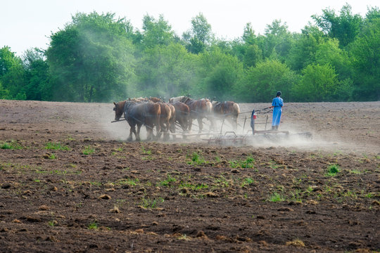Amish Woman Cultivates Field with Team of Work Horses