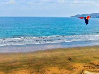 macaw on the beach