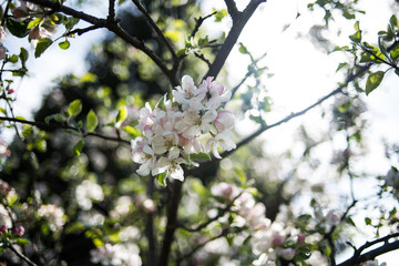 Apple garden in the spring