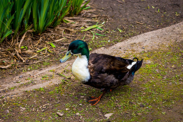 Ducks