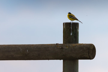 Western yellow wagtail sitting on a wooden post in Rodopi, Greece