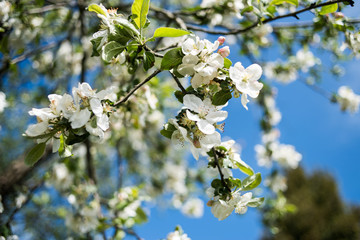 Apple garden in the spring