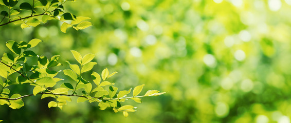 Summer green leaves on a shiny background