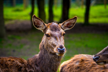 Fototapeta premium deers in the wild