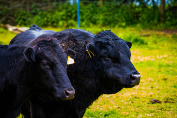Head shots of cow and bull