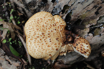 Pheasant's back mushroom, also known as dryad's saddle, on a log at Harms Woods in Skokie, Illinois