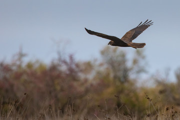 Western marsh harrier flying over the meadows and looking for its prey in Evros Delta, Greece
