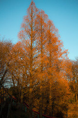 Fototapeta premium tree in autumn