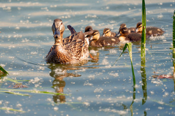a group of mallard ducklings follow their mother into the lake