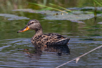 Mallard swimming in the ponds of Evros Delta, Greece