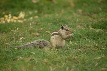 Naklejka na ściany i meble Squirrel eatting a nut