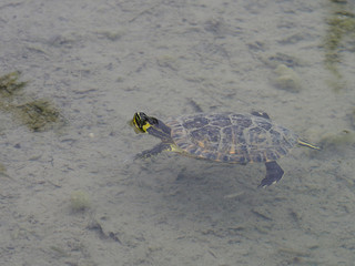 Yellow-bellied slider, Trachemys scripta scripta