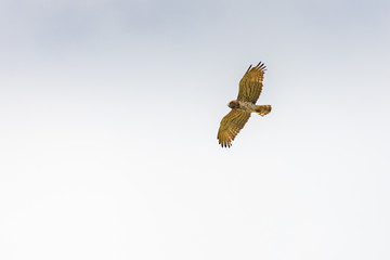 Short-toed snake eagle flying in the sky while looking for its prey in Evros Delta, Greece