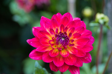 Colorful dahlia flower in an English garden