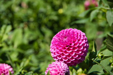 Pink dahlia flowers in an English garden