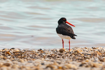Eurasian (common pied) oystercatcher standing by the sea in Rodopi, Greece