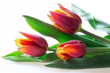 Three red and yellow tulips with green leaves isolated on white background
