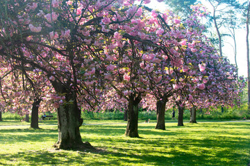 Paris, France. Alley with cherry blossoms in the park.